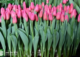 Tulipa Ace Pink (2)