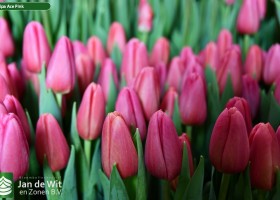 Tulipa Ace Pink (3)