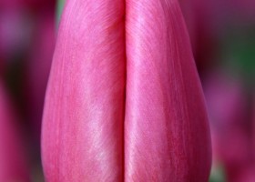 Tulipa Ace Pink (4)