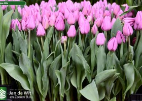Tulipa Alibi (2)