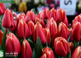 Tulipa Anna Krasavitsa (3)