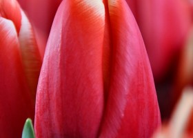 Tulipa Anna Krasavitsa (4)