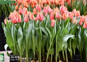 Tulipa Astronaut André Kuipers (2)