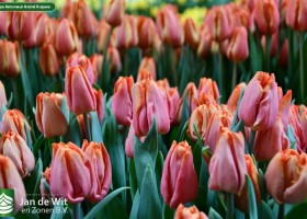 Tulipa Astronaut André Kuipers (3)