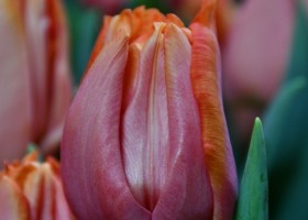 Tulipa Astronaut André Kuipers (4)