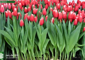Tulipa Balance (2)