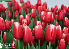 Tulipa Balance (3)