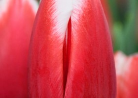 Tulipa Balance (4)