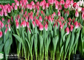 Tulipa Bolroyal Pink (2)