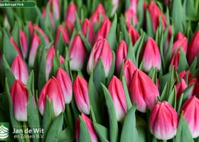Tulipa Bolroyal Pink (3)