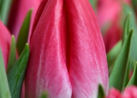 Tulipa Bolroyal Pink (4)