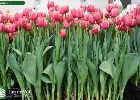 Tulipa Brest (2)