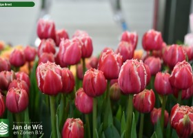 Tulipa Brest (3)