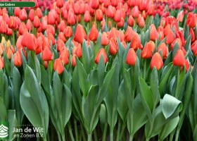Tulipa Cadans (2)