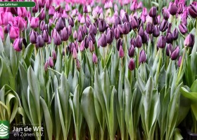 Tulipa Café Noir (2)