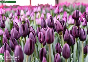 Tulipa Café Noir (3)