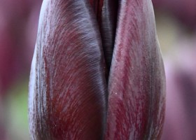 Tulipa Café Noir (4)