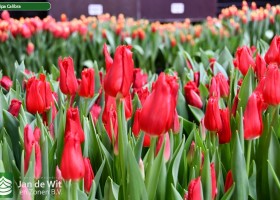 Tulipa Calibra (3)