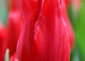 Tulipa Calibra (4)
