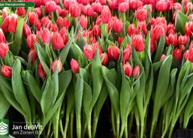 Tulipa Championship (2)