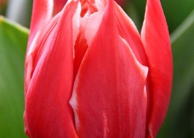 Tulipa Championship (3)