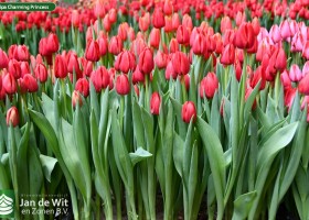 Tulipa Charming Princess (2)