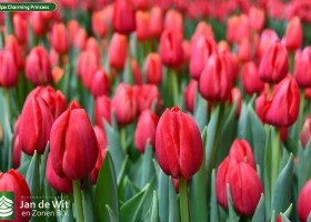 Tulipa Charming Princess (3)