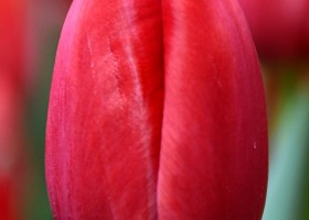 Tulipa Charming Princess (4)