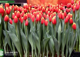 Tulipa China Girl (2)