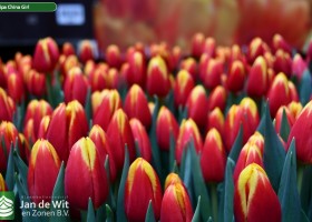 Tulipa China Girl (3)