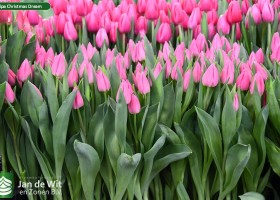 Tulipa Christmas Dream (2)