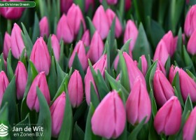 Tulipa Christmas Dream (3)