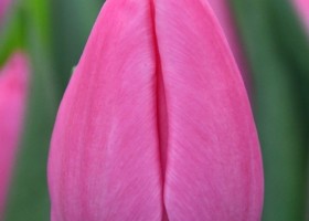 Tulipa Christmas Dream (4)