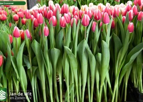 Tulipa Crossover (2)