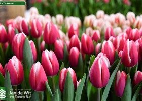 Tulipa Crossover (3)