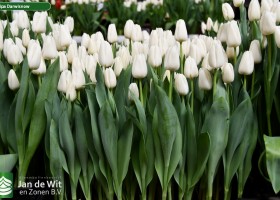 Tulipa Darwisnow (2)