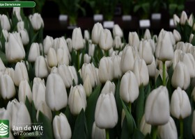 Tulipa Darwisnow (3)