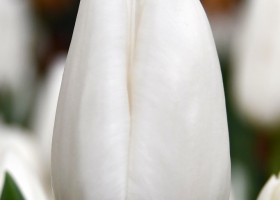 Tulipa Darwisnow (4)
