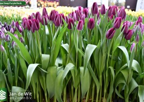 Tulipa Deep Purple Rock (2)