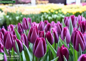 Tulipa Deep Purple Rock (3)