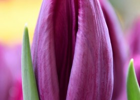 Tulipa Deep Purple Rock (4)