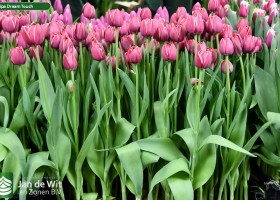 Tulipa Dream Touch (2)
