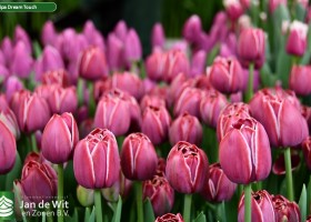 Tulipa Dream Touch (3)