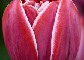 Tulipa Dream Touch (4)