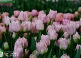 Tulipa Dreamer (3)