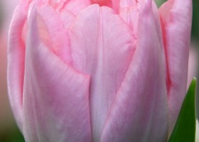 Tulipa Dreamer (4)