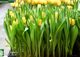Tulipa Finn Schjoll (2)