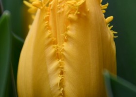 Tulipa Finn Schjoll (3)