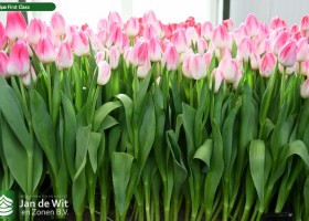 Tulipa First Class (2)