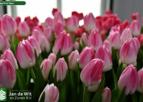 Tulipa First Class (3)
